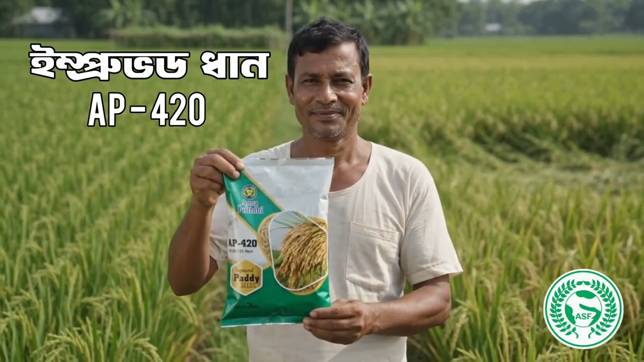 Premium Paddy Seed Harvesting